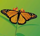 Raster to Vector Conversion Service